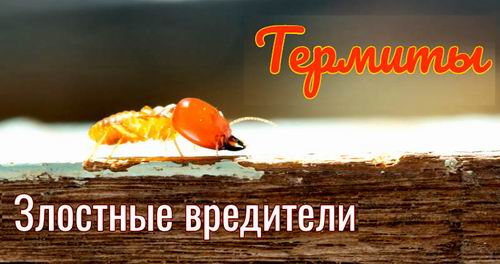 лого - Термиты